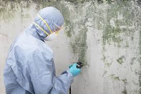 Best Basement Mold Removal  in Pineville, KY